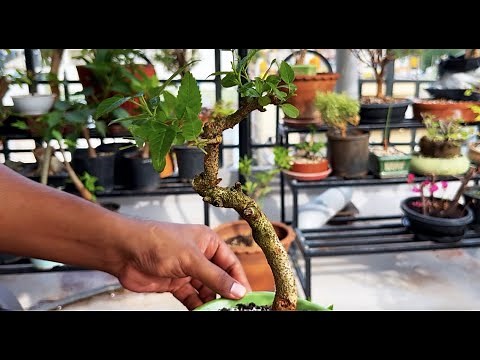 Repotting and pruning a Tecoma Capensis / Cape Honeysuckle bonsai