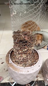 88K views · 1.8K reactions | Já que vocês pediram kkk  tutorial do vaso para orquídeas!! Vejam até o final que vale a pena!! E vamos aguardar uns meses para ver se vai dá certo neh  | Feita Mão | Facebook