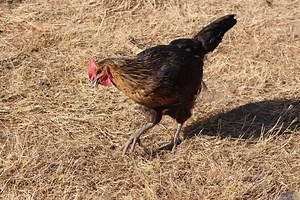 Why Is My Chicken Limping? 16 Possible Causes