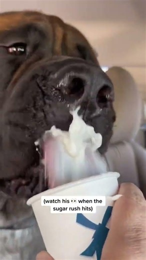 My HUGE Dog is ADDICTED to His Pupcup #dog #dogs #cutedog