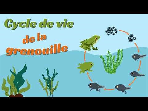 La grenouille Cycle de vie - Animation pour les Enfants (De l'oeuf à la grenouille) 🐸