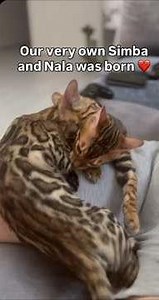 These Two Cats Are the Cutest Couple Ever ❤️