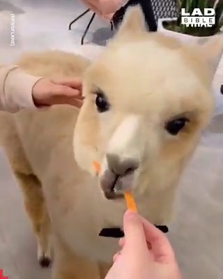 2.8M views · 38K reactions | I definitely need to pay a visit to this alpaca café  | LADbible | Facebook