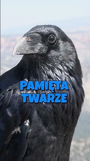 raven #curiositylab #curiosities #animals #curiositytoday #raven #birds