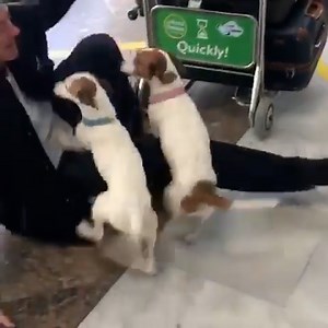 These twin Jack Russells gave their owner the best welcome home after a trip away 🐶❤️ | LADbible