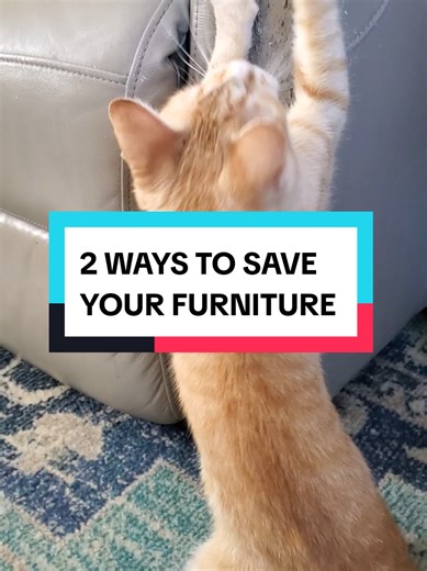 2 Effective Ways to Stop Cats from Scratching Furniture