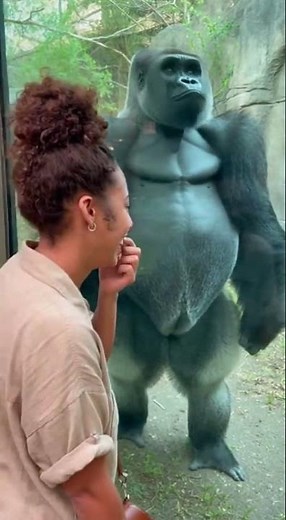 One Look Said Everything | Silverback Gorilla Powerful Silent Connection #gorilla #silverbackgorilla