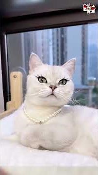 60 secs of Internet's Cutest Cats - Part 57