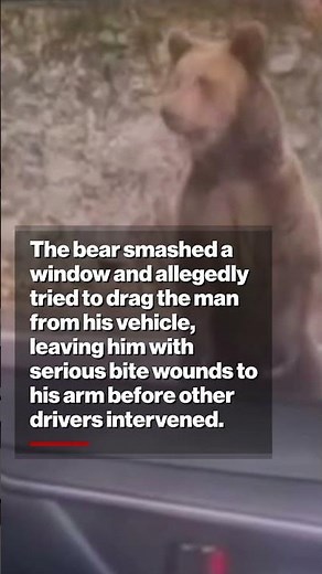 Tourist Survives WILD Bear Attack Inside Car #shorts