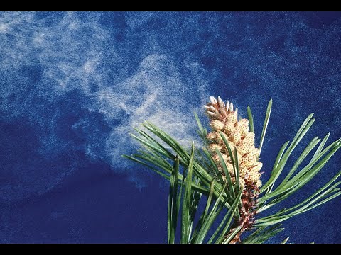 How does wind pollination take place in plants?