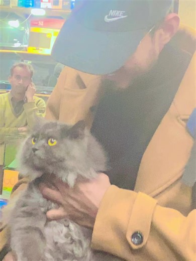 Cute Cat Moments from South Korea