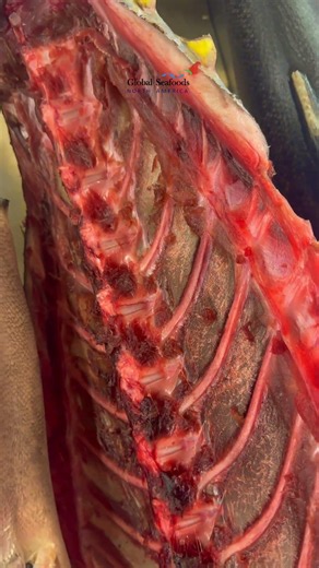 Dry Aging Bluefin Tuna Backbone | Unlocking Incredible Umami Flavor