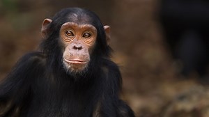 Primates: Facts about the group that includes humans, apes, monkeys and other close relatives