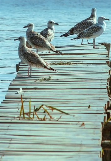 Încă nu ți-ai făcut planuri pentru vacanța de vară? Hai la Green Dolphin Camping și bucură-te de o experiență de neuitat!🇷🇴 Te așteaptă natura spectaculoasă, jocuri distractive de interior și plimbări relaxante cu barca – și asta e doar începutul. Vino să descoperi toate surprizele pe care ți le-am pregătit!❤️ #camping #vacation #romania #sfantugheorghe #deltadunarii #newexperience #plajasfantugheorghe #greendolphincamping #mareaneagra #relaxing #goodvibes