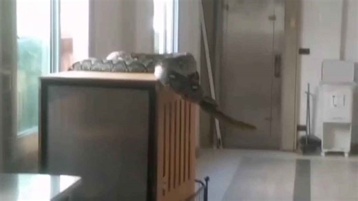 Family shocked to find 17ft python in their living room hunting pet cats