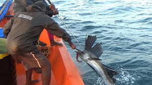380K views · 7.6K reactions | Sail Fish & Yellowfin tuna Caught Using Live Baits | Kadal Raasa Fishing | Facebook