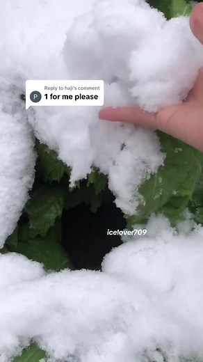 icelover on TikTok