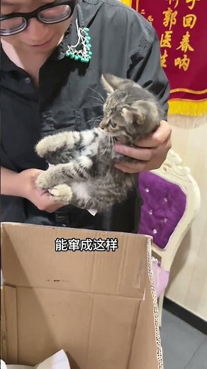 【#PuPu噗噗】猫:早知道继续流浪了 #万物可爱计划 #爪住夏天每一帧 #带毛孩子出门玩一夏