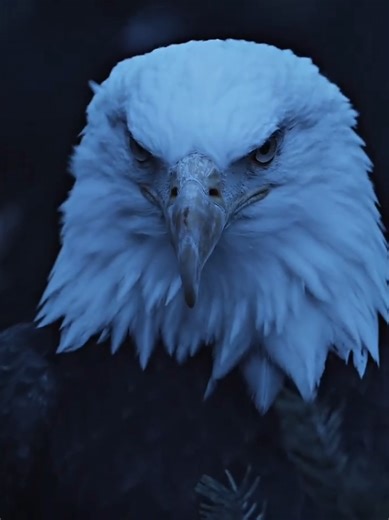 Embrace the Eagle Mentality for Success