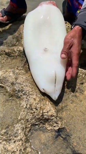 Amazing Discovery at the Seashore 😱 | Two Mysterious Eggs Found