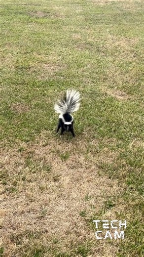 🚨 Skunk Alert: Know the Difference! 🐾