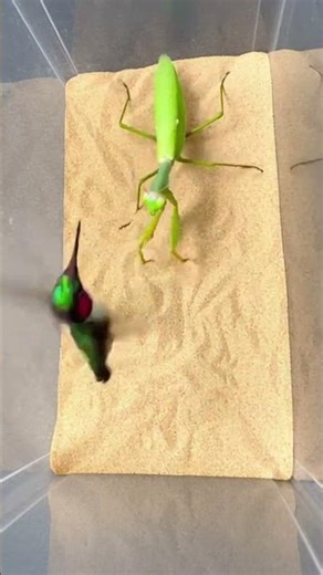 Who Wins? Mantis or Hummingbird? 🤔