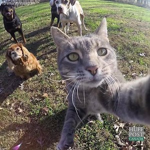 These selfies are purrrrfect. (via The Huffington Post Canada) | HuffPost Life