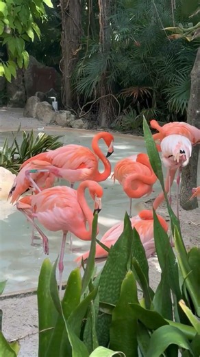 Why Do Flamingos Stand On One Leg? 🦩 The Surprising Truth!