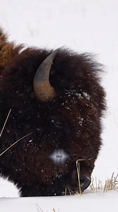 It’s hard to convey just how big these animals are through a phone or computer screen. #Photography #wildlife #nature #wyoming #goodbull #bison #buffalo | Good Bull Outdoors