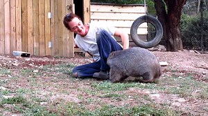 The weeding was never finished......wombat play prevailed. | Sleepy Burrows Wombat Sanctuary