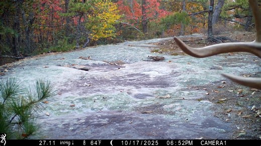 Buck in DuPont State Forest. #wildlife #gamecamera #gamecam #friendsofdupont #dupontstateforest #wildlifephotography #wildlifewednesday | Friends of DuPont Forest