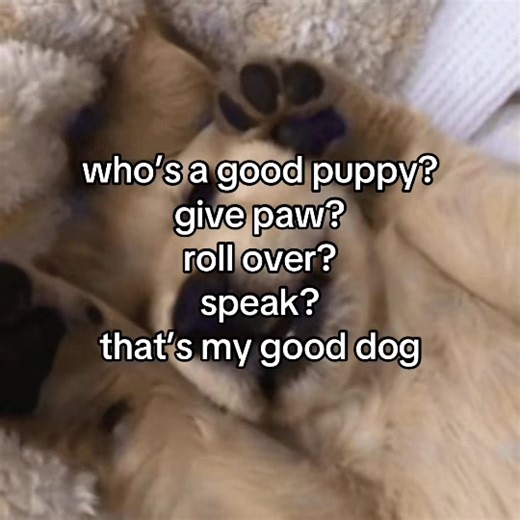 How to Train Your Dog: Fun Commands and Tricks