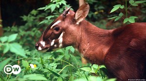 Você já ouviu falar do saola?