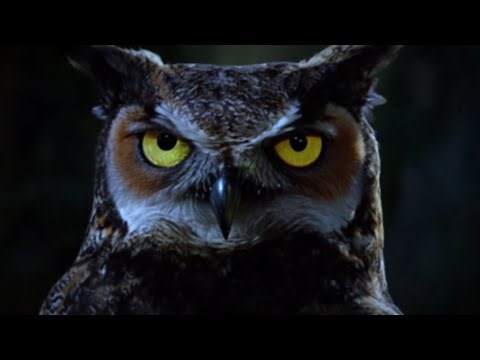 TRIBUTE TO TWIN PEAKS - THE OWLS ARE NOT WHAT THEY SEEM - 4K