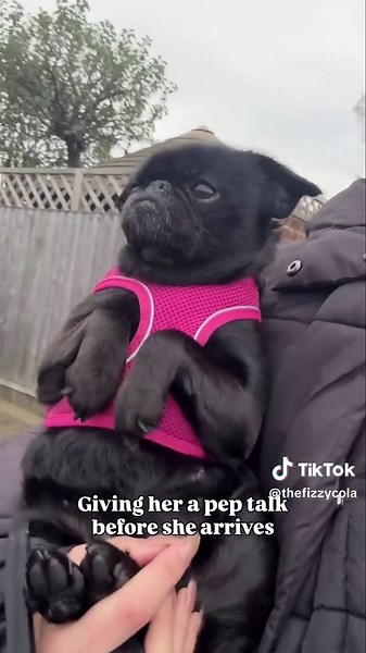 Teeth Removal Day for Cola: A Dog's Journey