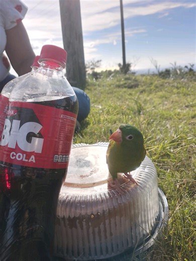 mi chocoyito viajero.💗🫶🏻 #chocoyos #periqui @Angie Sanchez