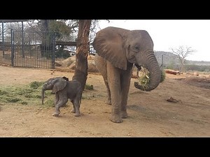 50th Wild-Born Baby Elephant as Ithumbah Becomes a Mum | Sheldrick Trust