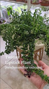 These 'almost' blooms are perfect! #plants #houseplants #lipstick