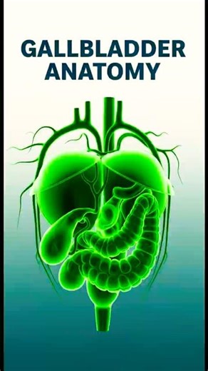 Inside the Human Gallbladder: 3D Dissection and Functions Revealed🔬 - EcoHuman ScienceLab