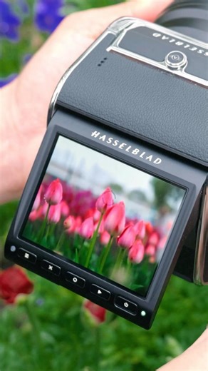 A Quiet Bloom in Perfect Detail | Hasselblad 907X & CFV 100C