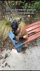 191K views · 44K reactions | Le chien est sûrement l’animal qui aime...