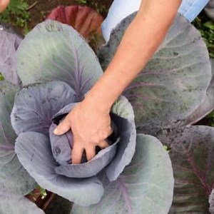 12K views · 216 reactions | The natural resources we need to produce food are at risk, including soils. We have to learn to produce more food, sustainably. Sustainable soil management can help us to meet current & future demand for food. #Soils4Nutrition | Food and Agriculture Organization of the United Nations (FAO) | Facebook