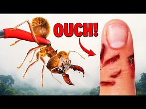 Soldier Ant BITES and Wont Let Go!