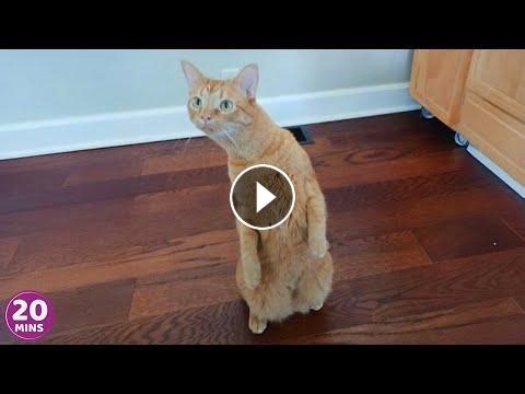 Over Dramatic Cats Who Deserve An Oscar | Best Funny Cat Videos 2025 #Video