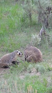 Wild moms don't get any peace...I've discovered that across the board this spring, kids are all kids... Yellowstone National Park | T. Lyn Neufeld Photography