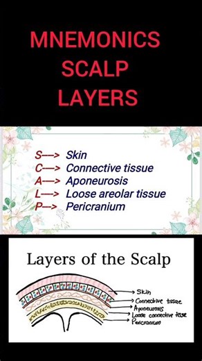 MNEMONICS SCALP LAYERS#mnemonics #anatomy #medicaleducation #medicallectures
