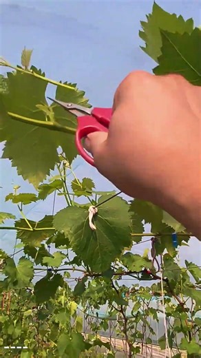 Pruning Grapevines