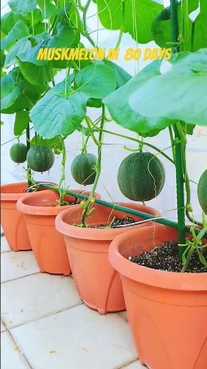 muskmelon from seeds to harvest #muskelon #garden