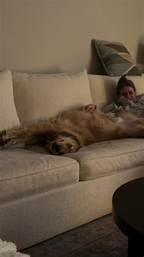 Rusty back at it again with his big boy stretchies #goldenretriever #dog #cute #funnydog