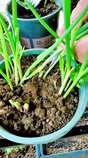 Fresh Green Onion Harvest Growing and Cutting Spring Onions in Pots at Home